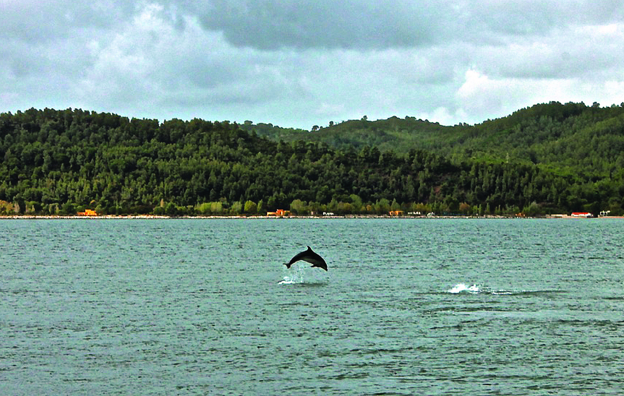 Golfinho no rio sado