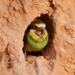 Merops apiaster