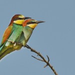 Merops apiaster