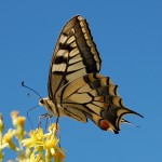 Papillon machaon