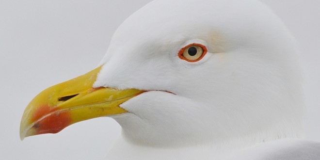 Larus cachinnans