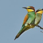 Merops apiaster