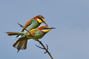 Abelharuco | Merops apiaster