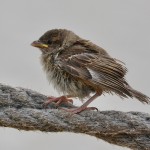 Passer domesticus