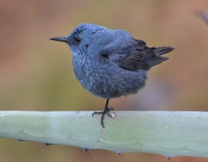 Meiro-azul | Monticola solitarius