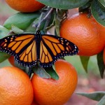 Danaus plexippus