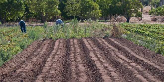 biologische Landwirtschaft der Algarve