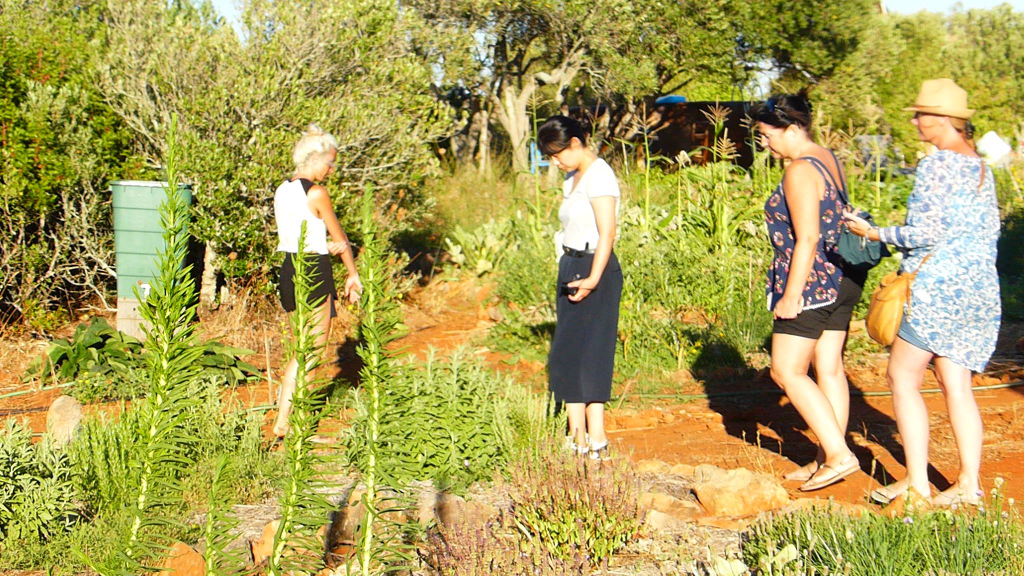 O Caminho das Ervas Aromáticas caminhadas e encontros