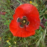 Papaver bracteatum