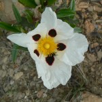 Cistus ladanifer