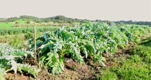 Market Gardens in the Algarve: A Marriage of Artichoke and Oyster Mushrooms