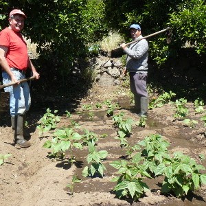 irrigating the vegetables