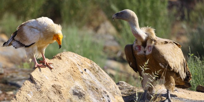 Birdwatching - Faia Brava