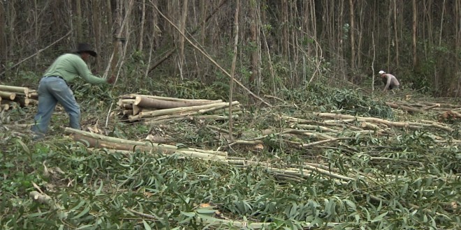 Holzfäller in Monchique