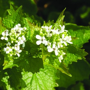 Garlic mustard