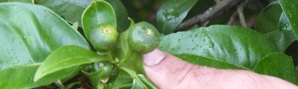 Plant with fruits