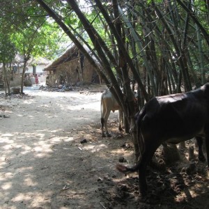 Ghosaldanga in the village with bamboo and oxen (Photo Paul Vogel)