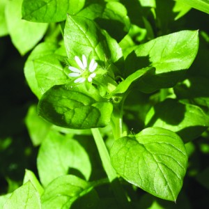 Chickweed