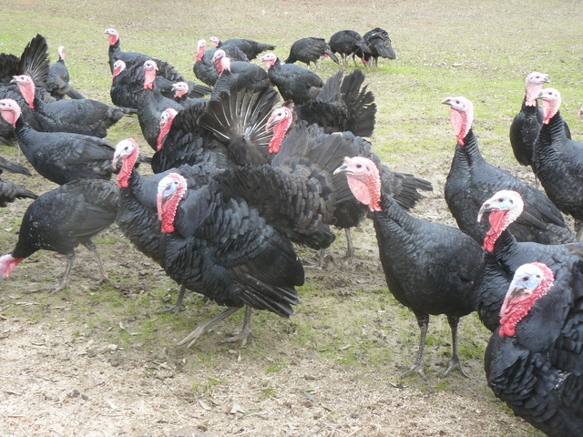 turkey production in Montado