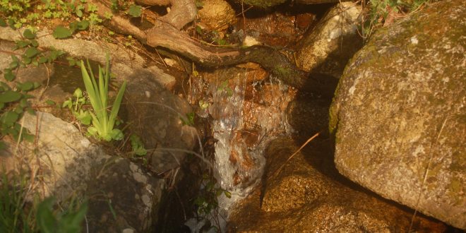 Self-sufficiency through permaculture.