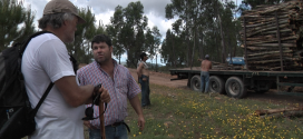 transporte de eucaliptus