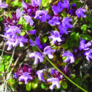 Broad-leaved thyme