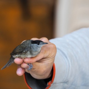 Blackcap