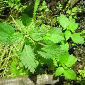 Nettles