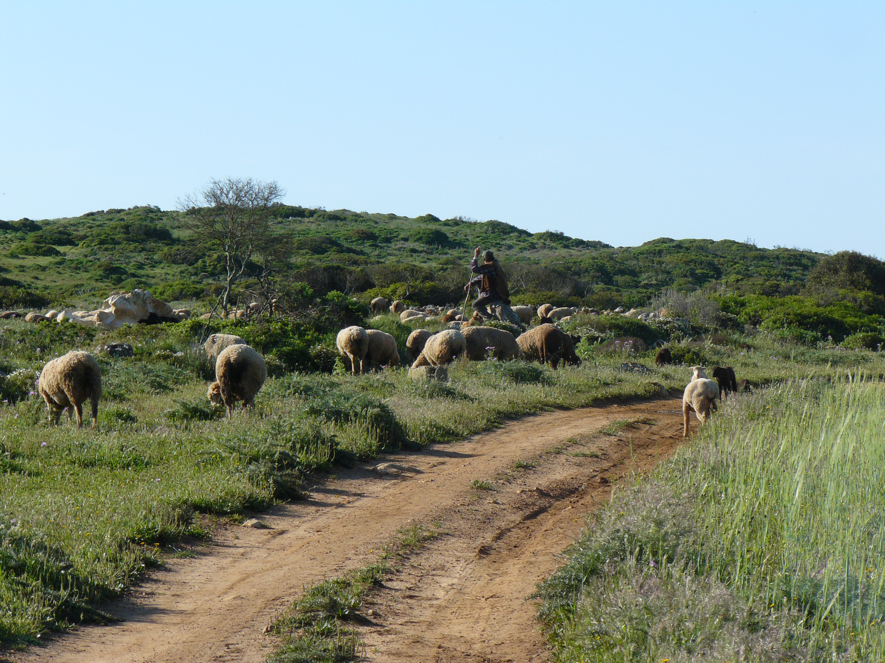 Via Algarviana