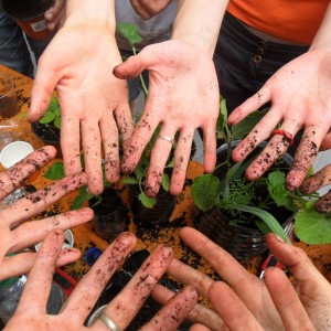 Wakeseed permaculture