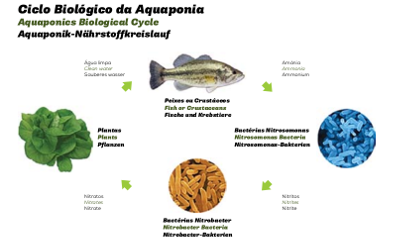 ciclo-aguapoinia