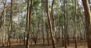 eucalyptus-trees