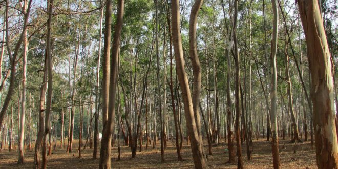 eucalyptus-trees