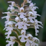 Orchis tridentada