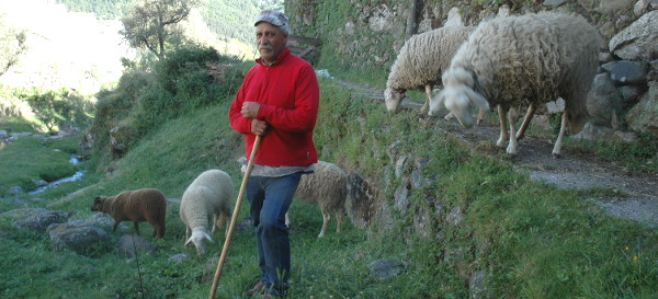 ovelhas de ecola