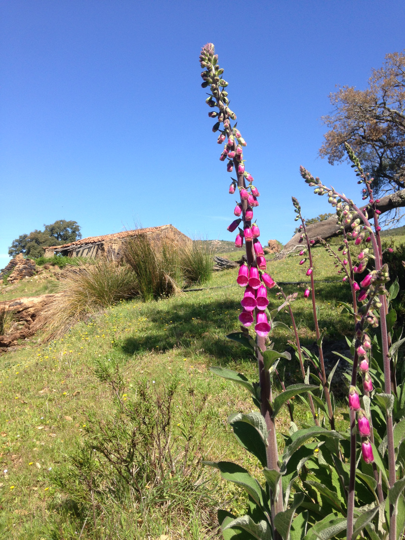 ruin and flowers