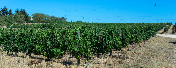 Weinberg Monte da Casteleja